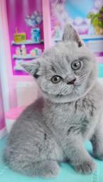 Blauw Brits Korthaar Kitten aangeboden met Kampioen Stamboom, Dieren en Toebehoren, Katten en Kittens | Raskatten | Korthaar, Poes