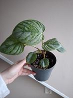 Philodendron Sodiroi Variegata, Huis en Inrichting, Ophalen of Verzenden