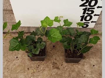 Hedera hibernica Ierse klimop aanbieding 150-175 CM € 6,95 beschikbaar voor biedingen