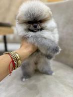 Pomeriaan meisje, Dieren en Toebehoren, Honden | Poolhonden, Keeshonden en Oertypen, België, Particulier, 8 tot 15 weken, Meerdere