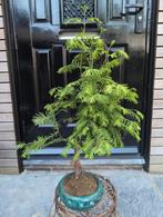 Metasequoia Bonsai 60cm, Ophalen of Verzenden, Bloeit niet, Overige soorten, Minder dan 100 cm