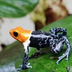 Ranitomeya fantastica 'True nominat', Amfibie