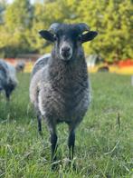Skudde ram te koop, Dieren en Toebehoren, Schapen, Geiten en Varkens, Mannelijk, Schaap