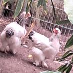 Brama, Dieren en Toebehoren, Pluimvee, Meerdere dieren, Kip