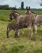 Te bespreken: ezel veulen hengst, Dieren en Toebehoren, Schapen, Geiten en Varkens, 0 tot 2 jaar