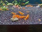 High Grade Neon Yellow Back Stripe Garnalen 🔥SALE🔥🦐💛, Dieren en Toebehoren, Vissen | Aquariumvissen, Kreeft, Krab of Garnaal