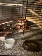 2 kleurmuizen gratis, Ophalen, Nieuw, Overige typen