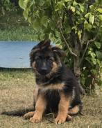 Prachtige duitse herder pup teefje langhaar, Dieren en Toebehoren, Rabiës (hondsdolheid), 8 tot 15 weken, Teef, Eén hond