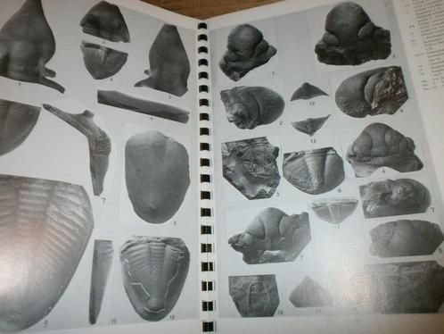 voor determinatie fossielen uit de ordovicische periode, Verzamelen, Mineralen en Fossielen, Fossiel, Ophalen of Verzenden