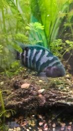 Gratis 2 x zebracichlide, Dieren en Toebehoren, Vissen | Aquariumvissen, Vis