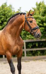PRE Hengst voor lease beschikbaar, Dieren en Toebehoren, Paarden, Hengst, Minder dan 160 cm, 0 tot 2 jaar