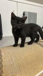 Britse korthaar kruising, liefst snel weg, Dieren en Toebehoren, Katten en Kittens | Overige Katten, Poes