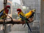 Veel keuze in Prachtrosella's | Passend advies, Dieren en Toebehoren, Vogels | Kanaries, Vrouwelijk, Kleurkanarie