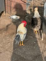 Isabel patrijs leghorn HAAN, Mannelijk, Kip