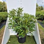 Rhododendron Roseum Elegans  80-100 cm  20L pot, Overige soorten, Vaste plant, Ophalen of Verzenden, Halfschaduw
