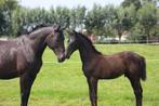 Prachtig Hengstveulen Te Koop – Lord Europe x Westenwind, Dieren en Toebehoren, Paarden, Niet van toepassing, Dressuurpaard, 0 tot 2 jaar