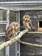 Europese bosuilen, Dieren en Toebehoren, Vogels | Overige Vogels, Meerdere dieren, Roofvogel, Geringd