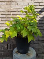 Gele (herfst) framboos Golden Everest’ - Rubus idaeus C3, Tuin en Terras, Ophalen, Vaste plant, Halfschaduw, Zomer