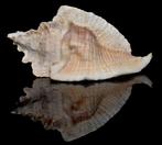 Schelpen: Pterochelus triformis 57mm (F++), Ophalen of Verzenden, Schelp(en)