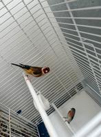 Reserve Kweekkoppel – Putter man 2024 x Kapoetsijs pop 2023, Dieren en Toebehoren, Vogels | Overige Vogels, Vrouwelijk, Wildzangvogel