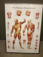 Anatomie Poster van het menselijk lichaam de spieren, Beta, Ophalen of Verzenden, Zo goed als nieuw, HBO