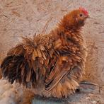 Krulveer Cochin krielkippen