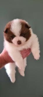 Unieke schattige Parti Color Pomeriaan/Dwergkees pups, Dieren en Toebehoren, Keeshond, 8 tot 15 weken, Meerdere, Meerdere dieren