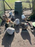 Broedeieren Cochin, Dieren en Toebehoren, Pluimvee, Geslacht onbekend, Kip