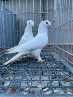 Taklas koppel, Dieren en Toebehoren, Meerdere dieren, Overige soorten