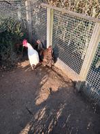 1 Dubbelgezoomde barnevelder te koop, Dieren en Toebehoren, Pluimvee, Vrouwelijk, Kip