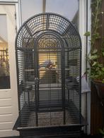 Papegaai + kooi voor de papegaai, Dieren en Toebehoren, Vogels | Parkieten en Papegaaien, Vrouwelijk, Papegaai