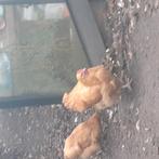 Gratis Orpington haan, Dieren en Toebehoren, Pluimvee, Mannelijk, Kip