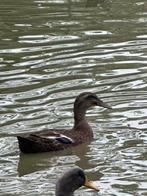 Indische Loopeenden, Meerdere dieren