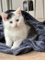 Kittens, Dieren en Toebehoren, Katten en Kittens | Overige Katten, Kater, Kortharig, 0 tot 2 jaar