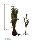 Meidoorn 20 stuks 60/80, Ophalen of Verzenden, Volle zon, Overige soorten, Minder dan 100 cm