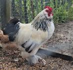 Kippenopvang zoekt goede plek voor deze leuke krielhaan!, Dieren en Toebehoren, Pluimvee, Mannelijk, Kip