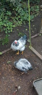 Wyandotte kriel, Dieren en Toebehoren, Pluimvee, Mannelijk, Kip