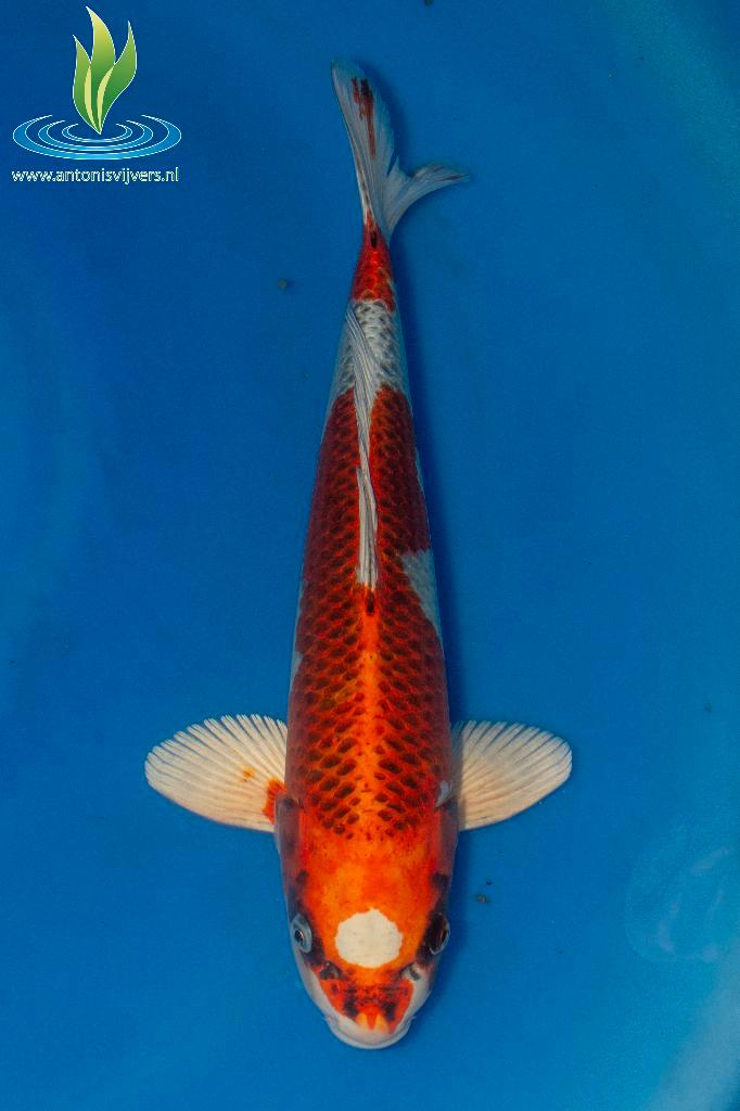 056 Kujaku, Dieren en Toebehoren, Vissen | Vijvervissen, Karper of Koi