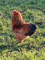Wyandotte haan 2025, Dieren en Toebehoren, Pluimvee, Mannelijk, Kip