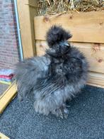 Usa zijdehoen hennetjes, Dieren en Toebehoren, Pluimvee, Vrouwelijk, Kip