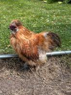 Mooie zijdehoen haan, Dieren en Toebehoren, Pluimvee, Mannelijk, Kip