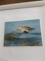 BONTE STRANDLOPER  /  NATUURMONUMENTEN, Verzamelen, Ophalen of Verzenden, 1980 tot heden, Natuur