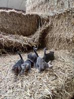 Boerderij kittens