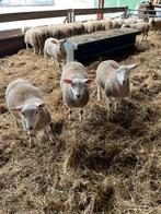 Swifter x engelse texelaar Ooilammeren Zwoegervrij, Dieren en Toebehoren, Mannelijk, Schaap