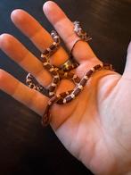 Rattenslang baby wildkleur, Dieren en Toebehoren, Slang, 0 tot 2 jaar