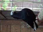 Prachtige duiven te koop. Ideaal voor op de duiventil!, Meerdere dieren, Overige soorten