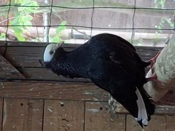 Prachtige duiven te koop. Ideaal voor op de duiventil! beschikbaar voor biedingen