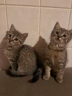 Nog 1 x noorse boskat kitten cypers, Dieren en Toebehoren, Katten en Kittens | Overige Katten, Meerdere dieren