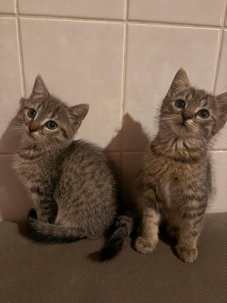 Nog 1 x noorse boskat kitten cypers, Dieren en Toebehoren, Katten en Kittens | Overige Katten, Meerdere dieren