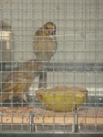 mexicaanse roodmussen, Dieren en Toebehoren, Meerdere dieren